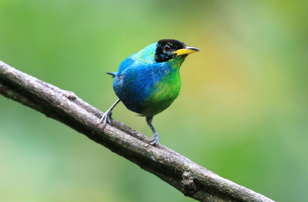 Green Honeycreeper