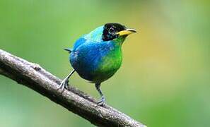 Green Honeycreeper