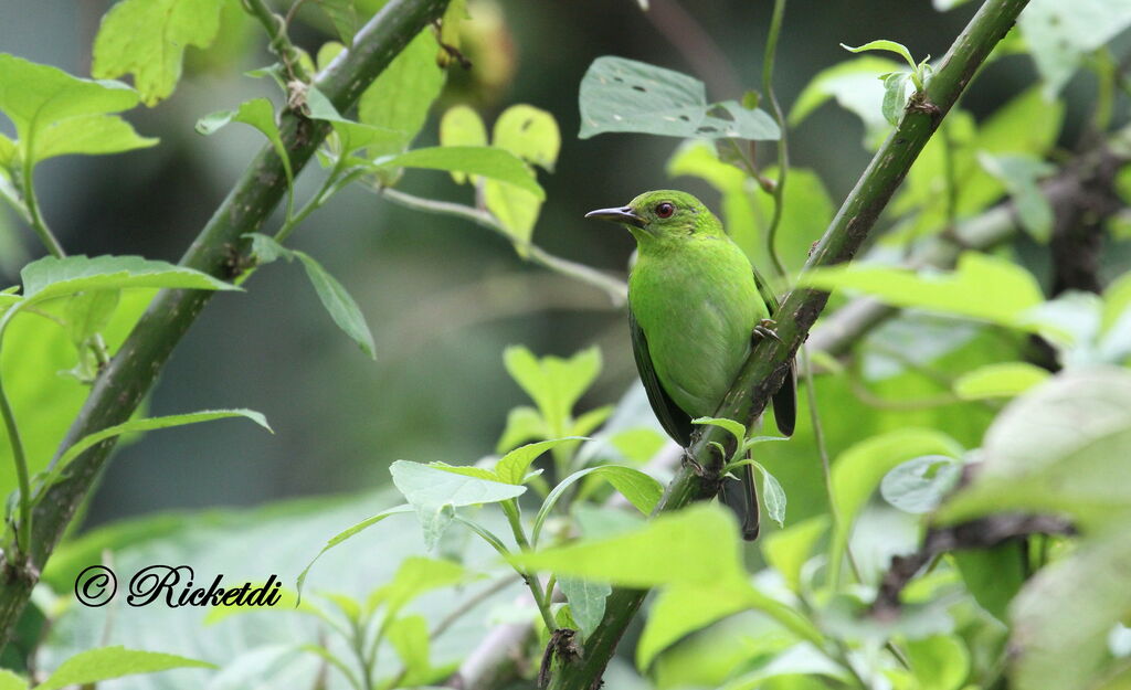 Green Honeycreeper