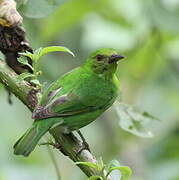 Green Honeycreeper