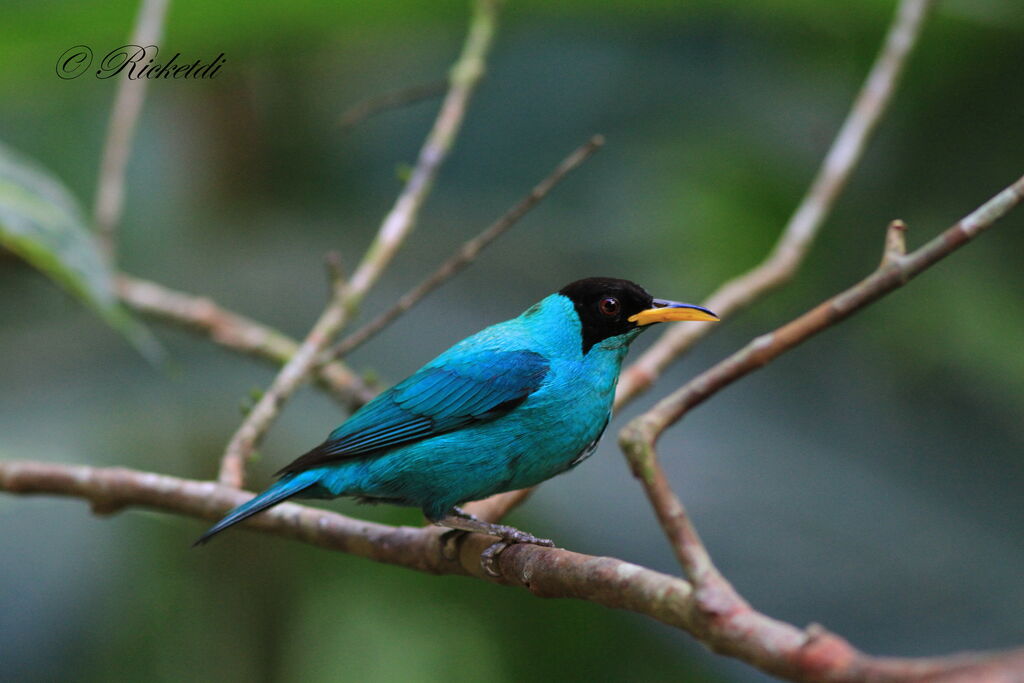 Green Honeycreeper male