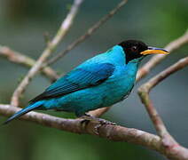 Green Honeycreeper