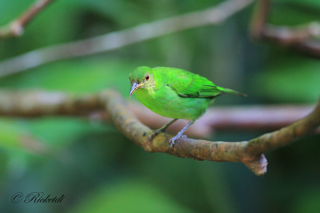 Green Honeycreeper female