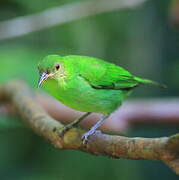 Green Honeycreeper