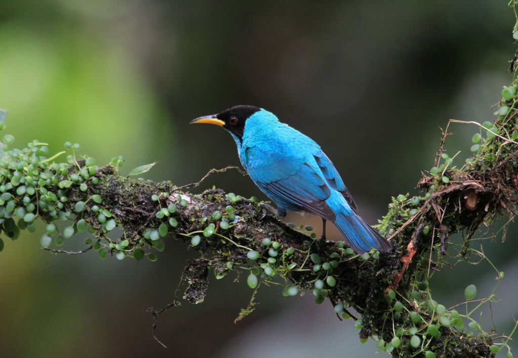 Green Honeycreeper male