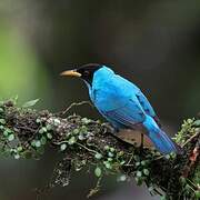 Green Honeycreeper