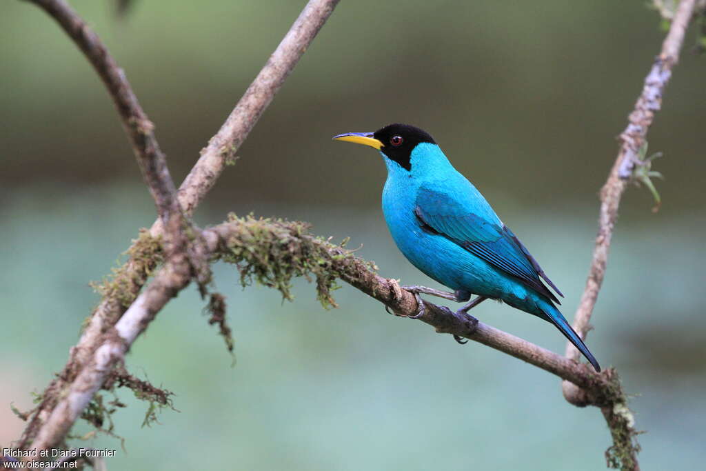 Guit-guit émeraude mâle, identification