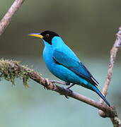 Green Honeycreeper