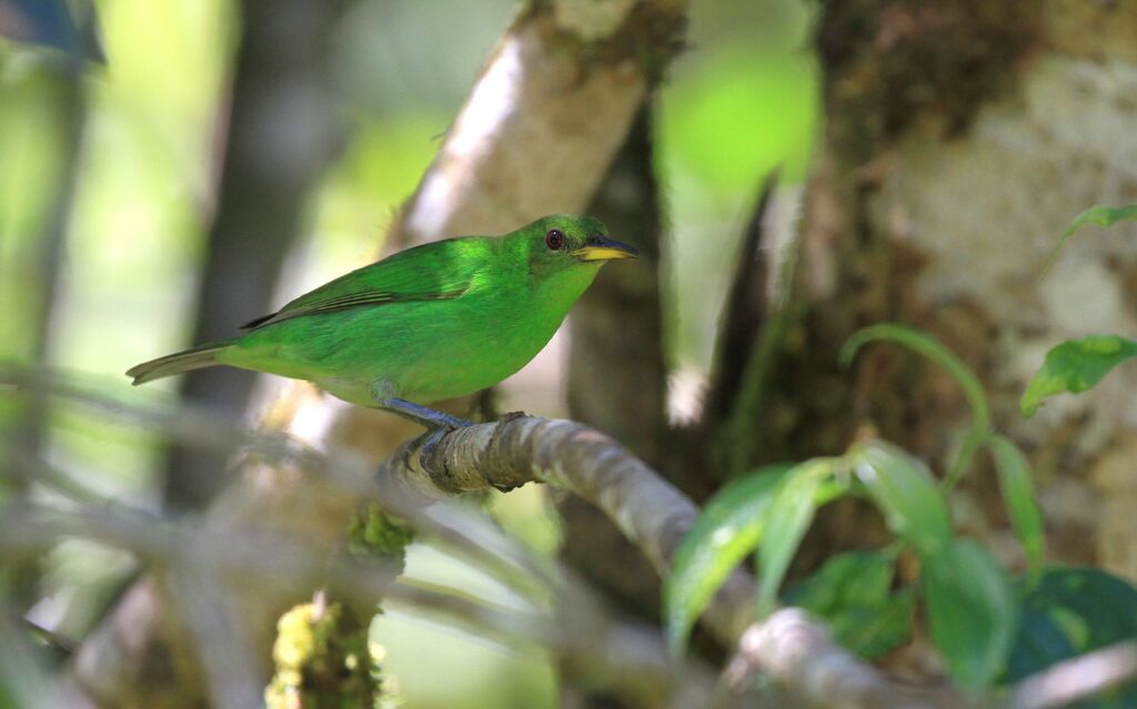 Green Honeycreeper