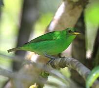 Green Honeycreeper