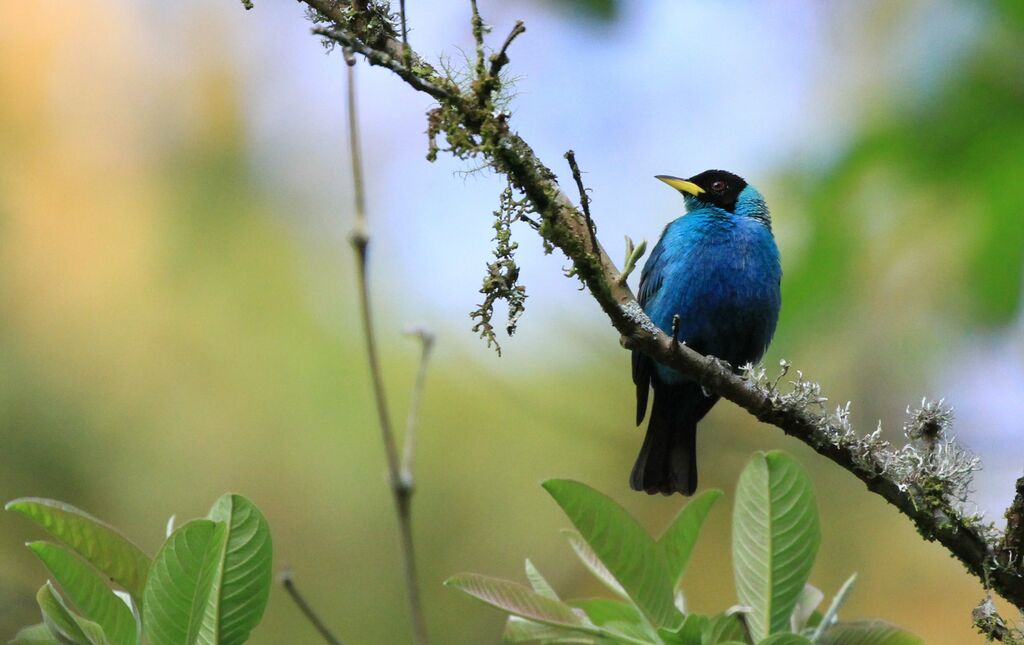 Green Honeycreeper