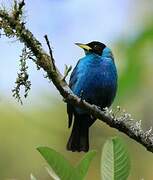 Green Honeycreeper