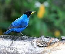 Green Honeycreeper