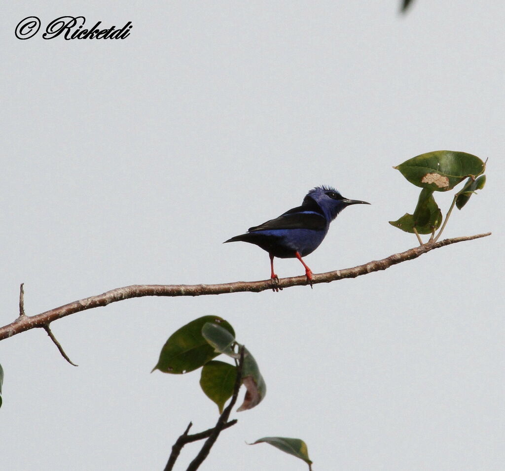 Red-legged Honeycreeper