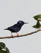 Red-legged Honeycreeper