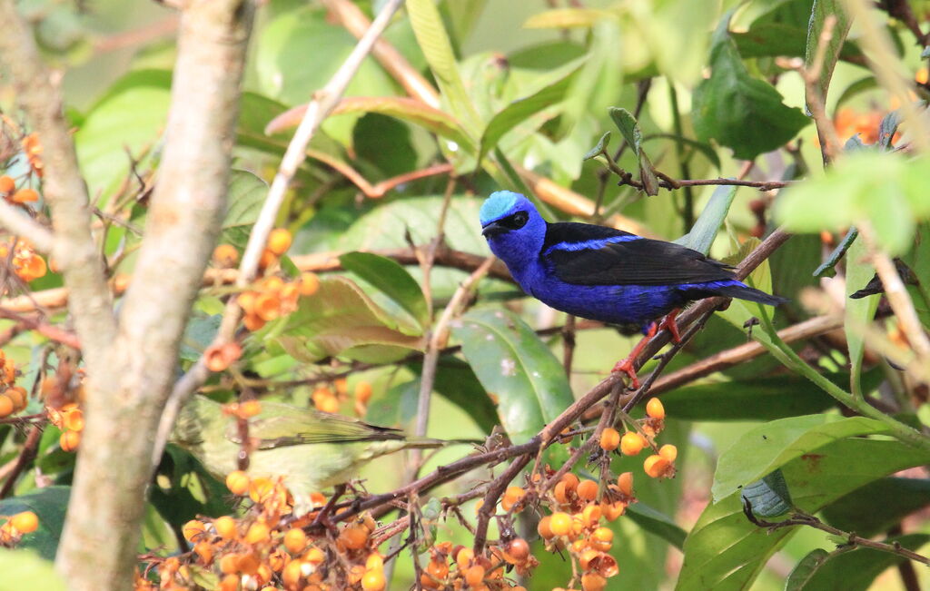 Red-legged Honeycreeper male