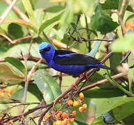 Red-legged Honeycreeper