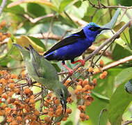Red-legged Honeycreeper