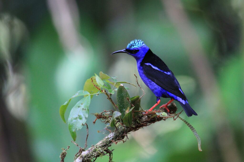 Red-legged Honeycreeper