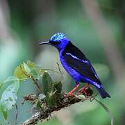 Red-legged Honeycreeper