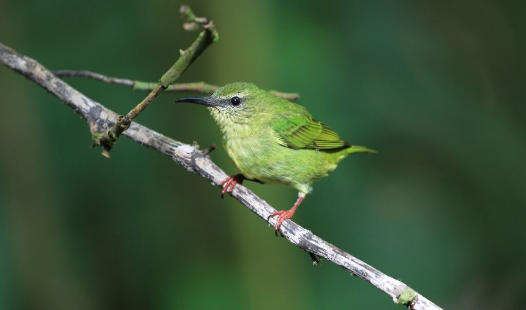 Red-legged Honeycreeper female