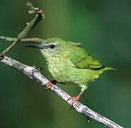 Red-legged Honeycreeper