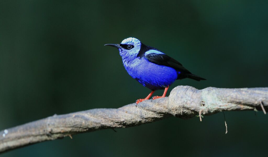 Red-legged Honeycreeper