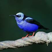 Red-legged Honeycreeper