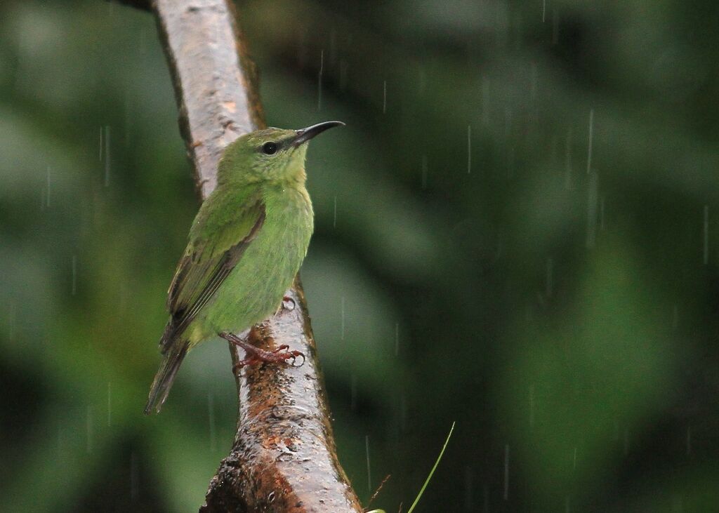 Red-legged Honeycreeper