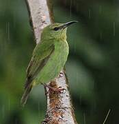 Red-legged Honeycreeper