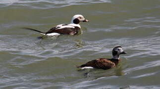 Long-tailed Duck