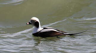 Long-tailed Duck