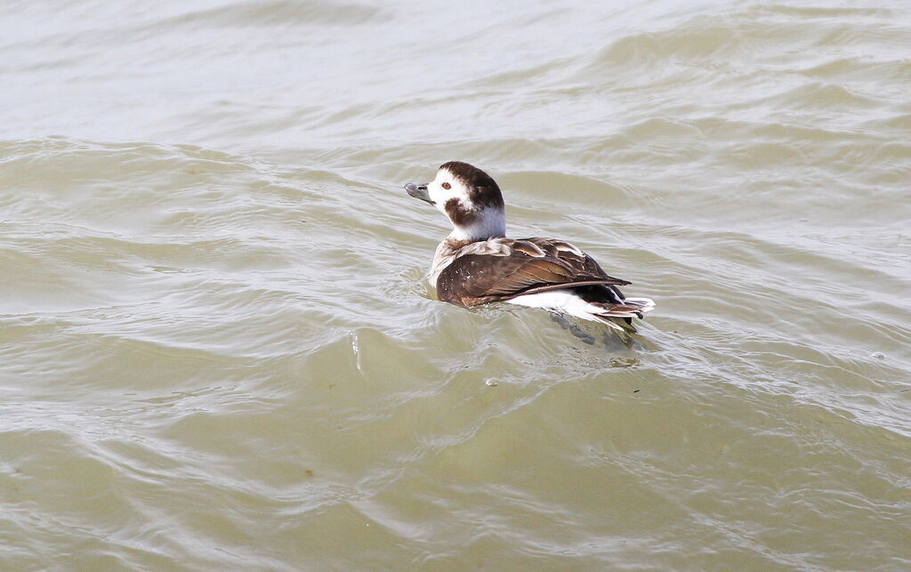 Long-tailed Duck female