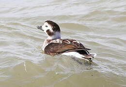 Long-tailed Duck