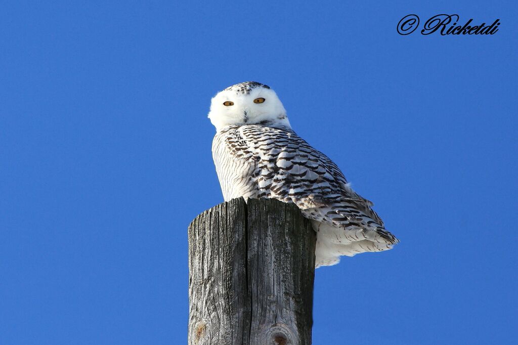 Harfang des neiges