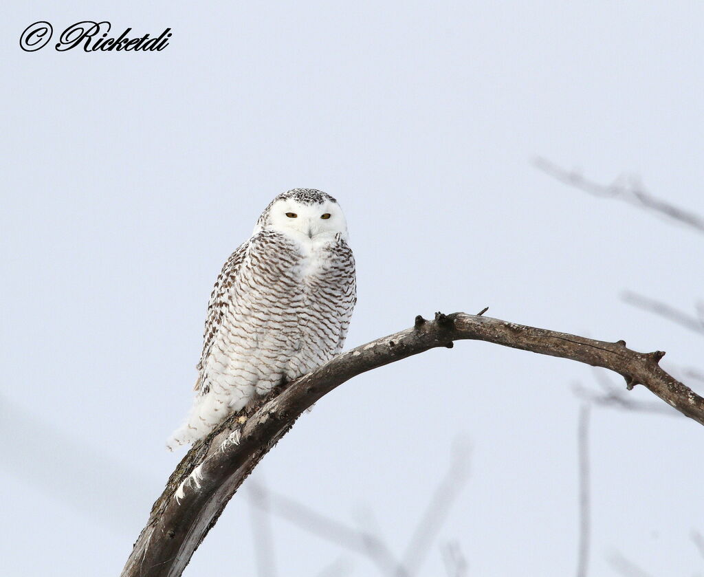 Snowy Owl