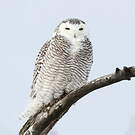 Harfang des neiges