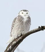 Snowy Owl