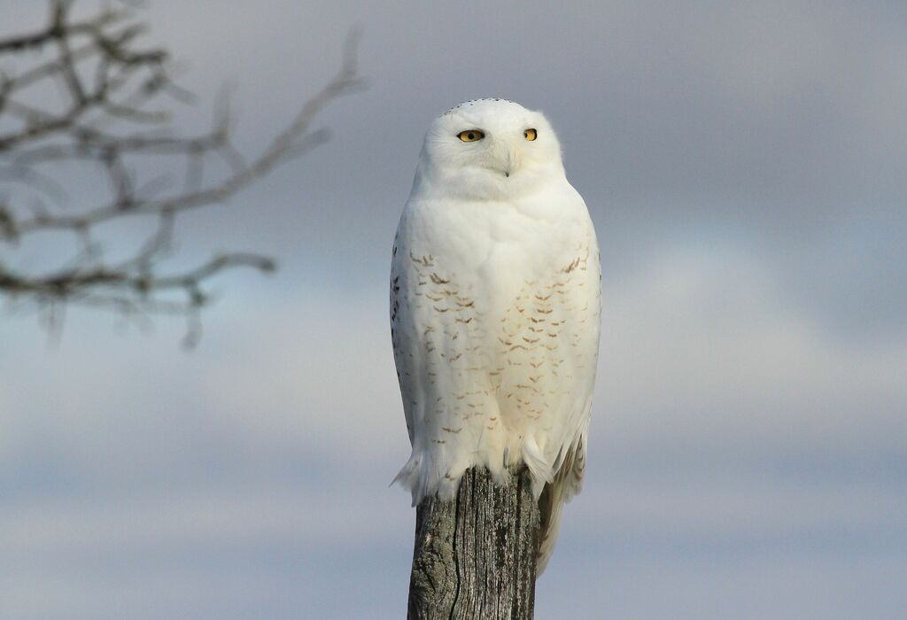 Snowy Owl