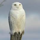 Harfang des neiges