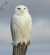 Snowy Owl