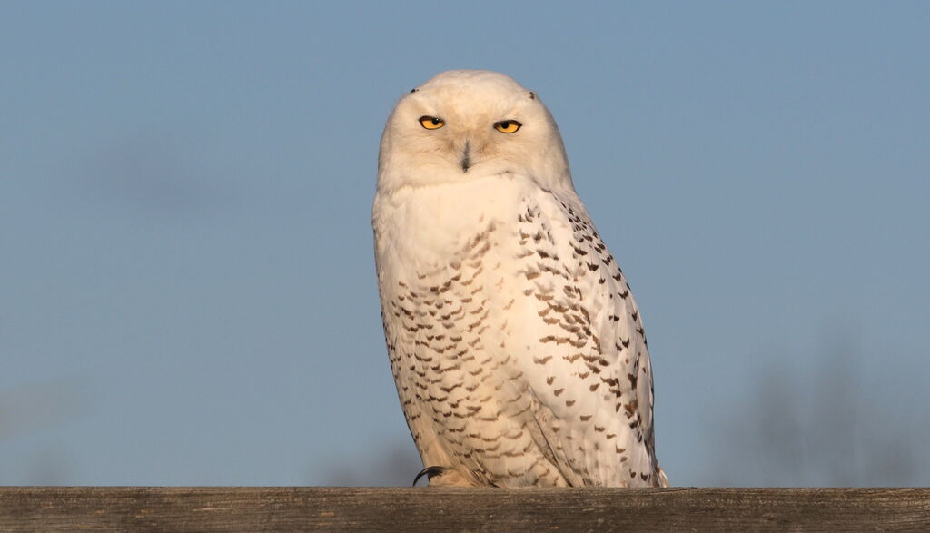 Harfang des neiges