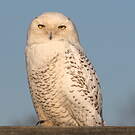Harfang des neiges