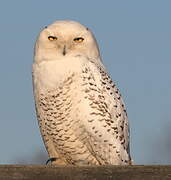 Snowy Owl