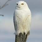Harfang des neiges
