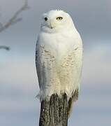 Snowy Owl