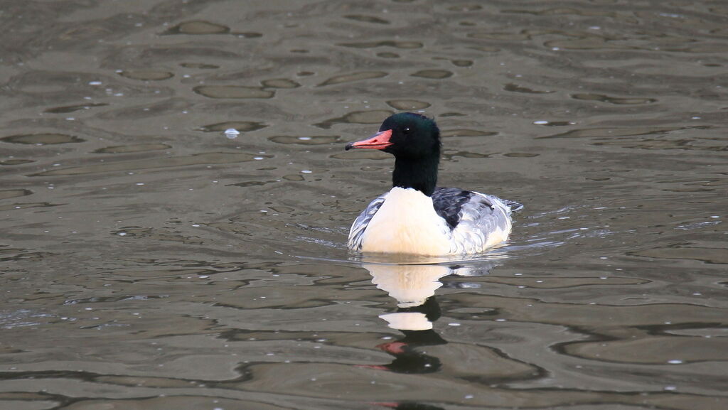 Common Merganser male