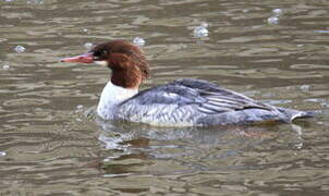 Common Merganser