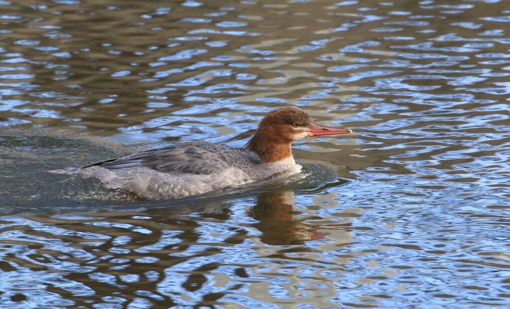 Common Merganser female