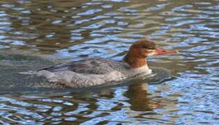 Common Merganser